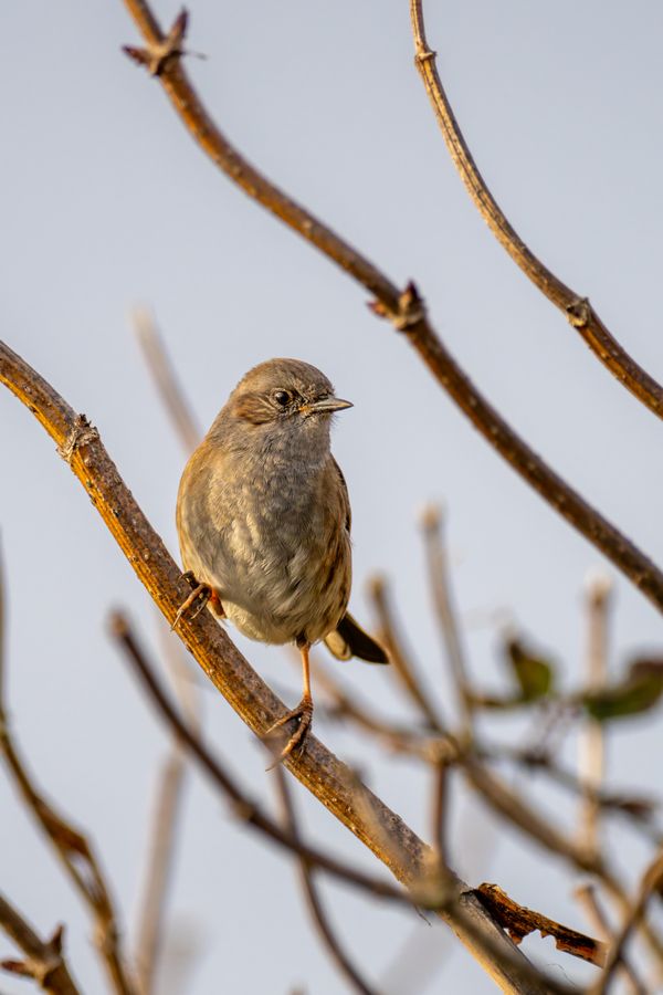 Dunnock