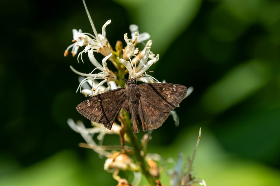 Duskywing on clethra