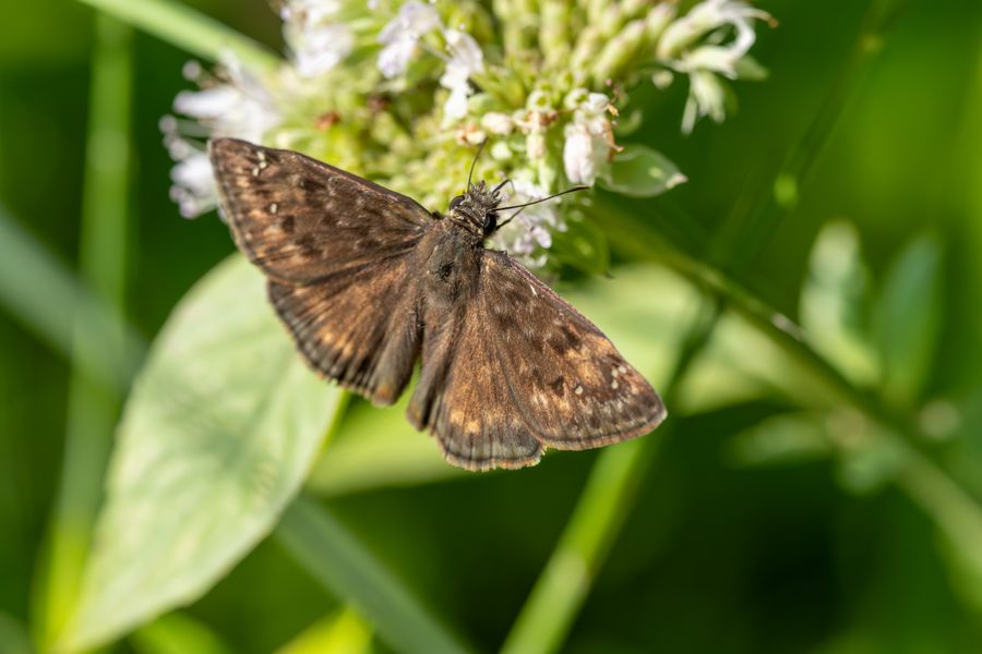 Duskywing on mountain mint