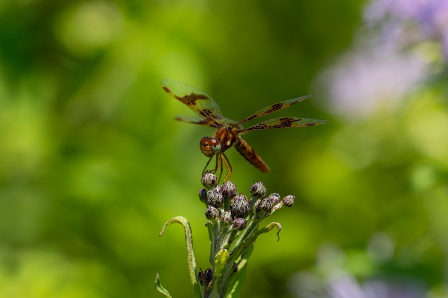 Eastern Amberwing, female