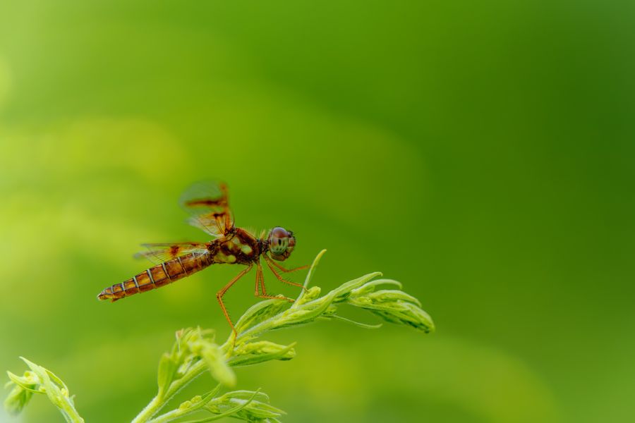 Eastern Amberwing, female