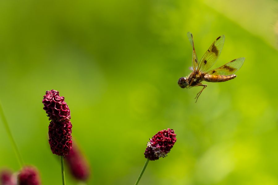 Eastern Amberwing in flight
