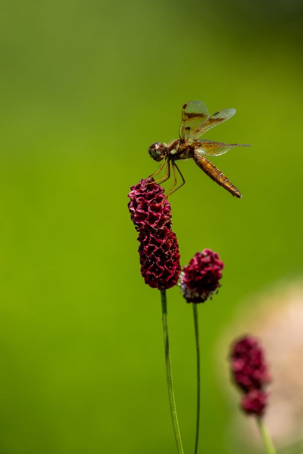 Eastern Amberwing, perched