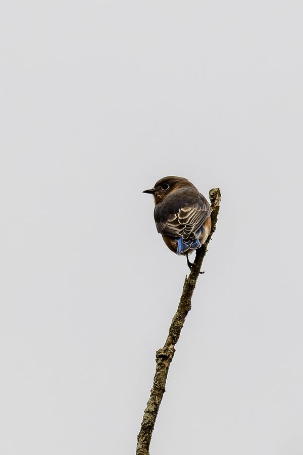 Eastern Bluebird, female