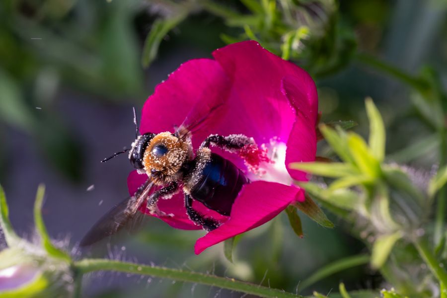 Eastern Carpenter Bee