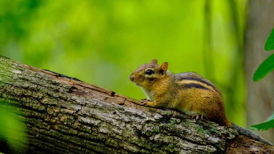 Eastern Chipmunk