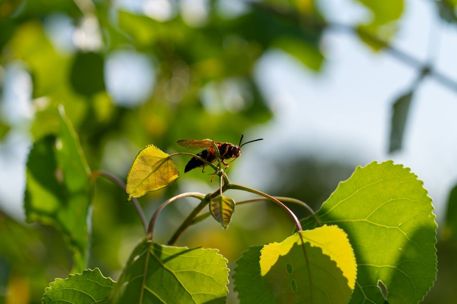 Eastern Cicada Killer