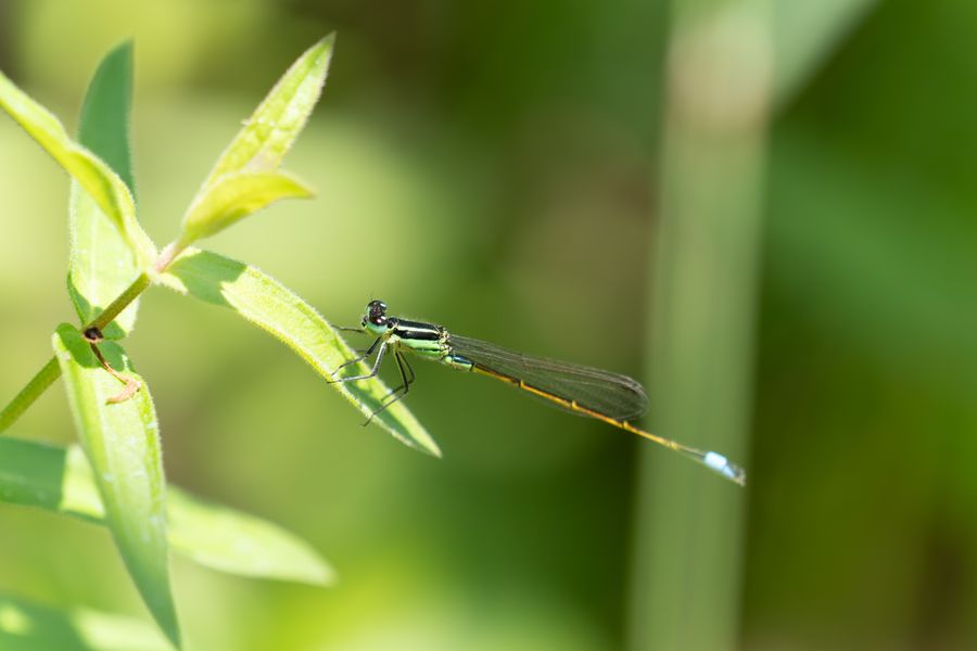 Eastern Forktail