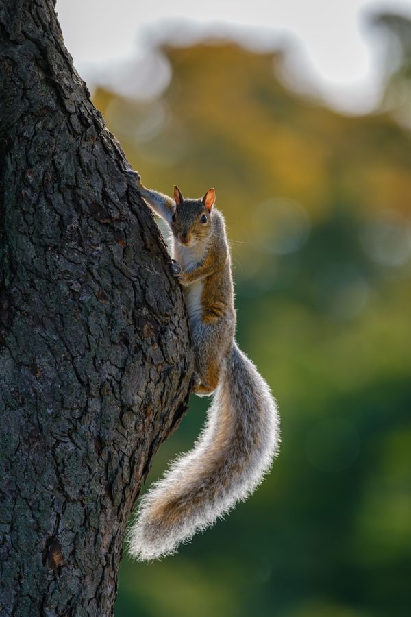 Eastern Gray Squirrel