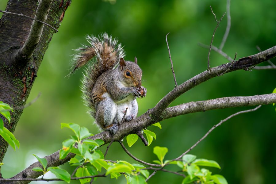 Eastern Gray Squirrel with an acorn
