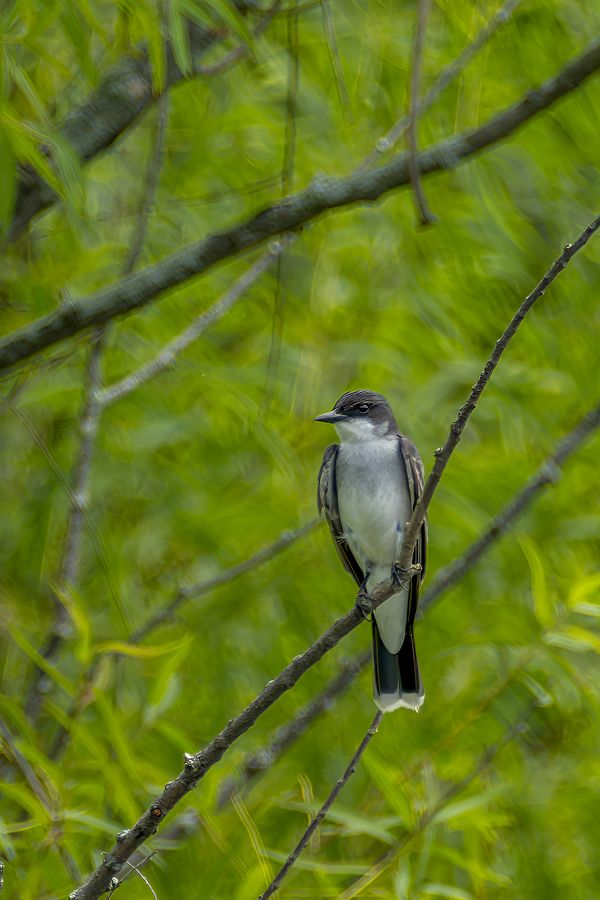 Eastern Kingbird