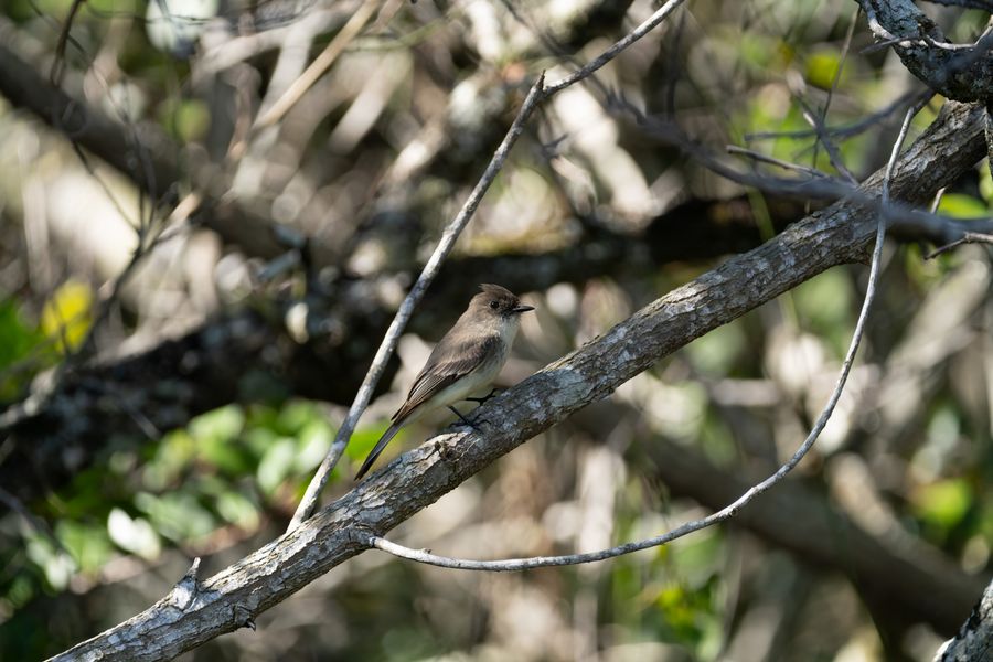 Eastern Phoebe