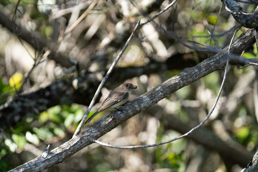 Eastern Phoebe with a moth