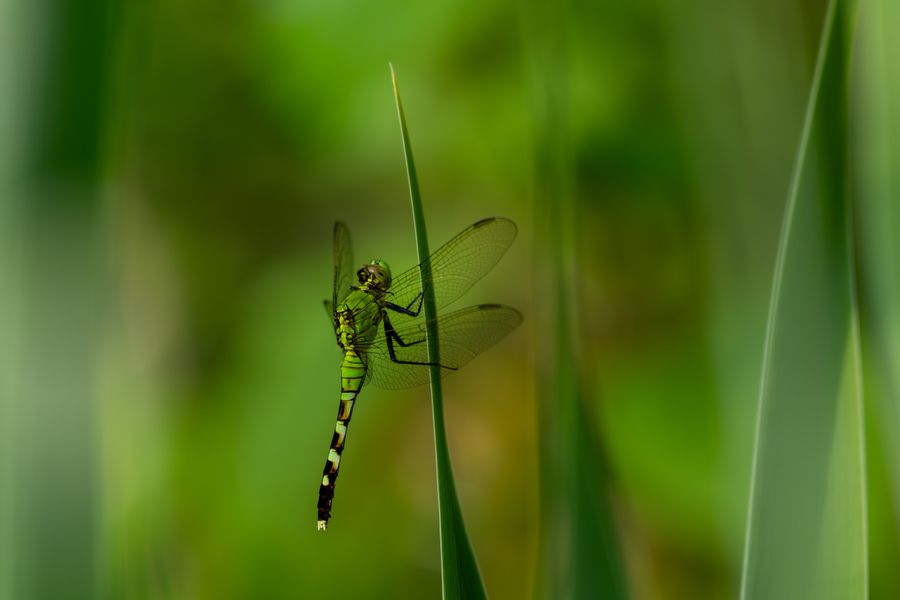 Eastern Pondhawk, female