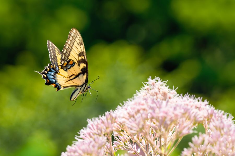 Eastern Tiger Swallowtail approaching Joe Pye weed