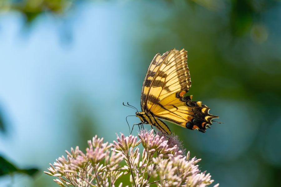 Eastern Tiger Swallowtail on Joe Pye weed