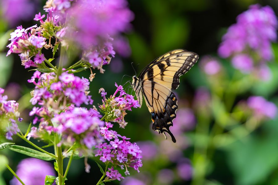Eastern Tiger Swallowtail