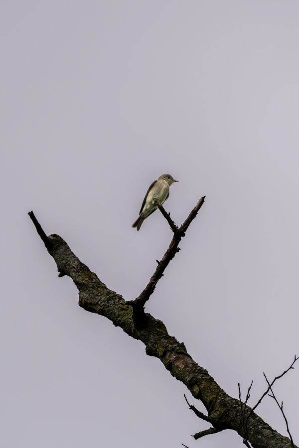 Eastern Wood-Pewee