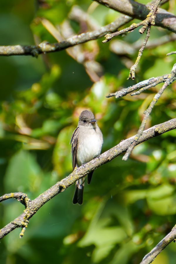 Eastern Wood-Pewee