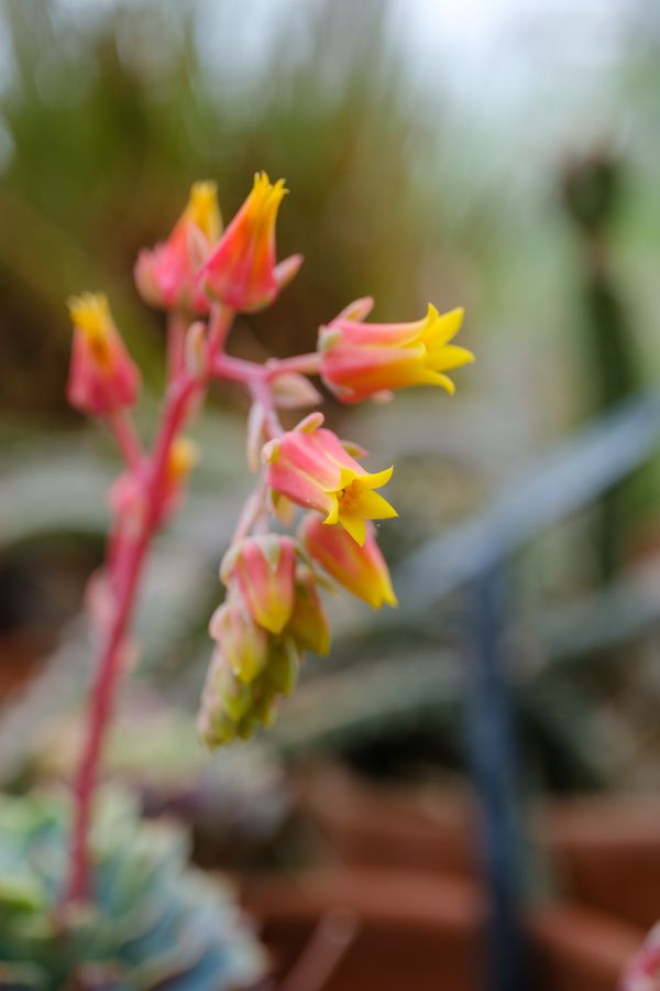 Echeveria in flower