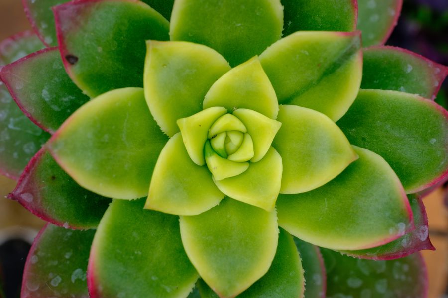 Echeveria rosette