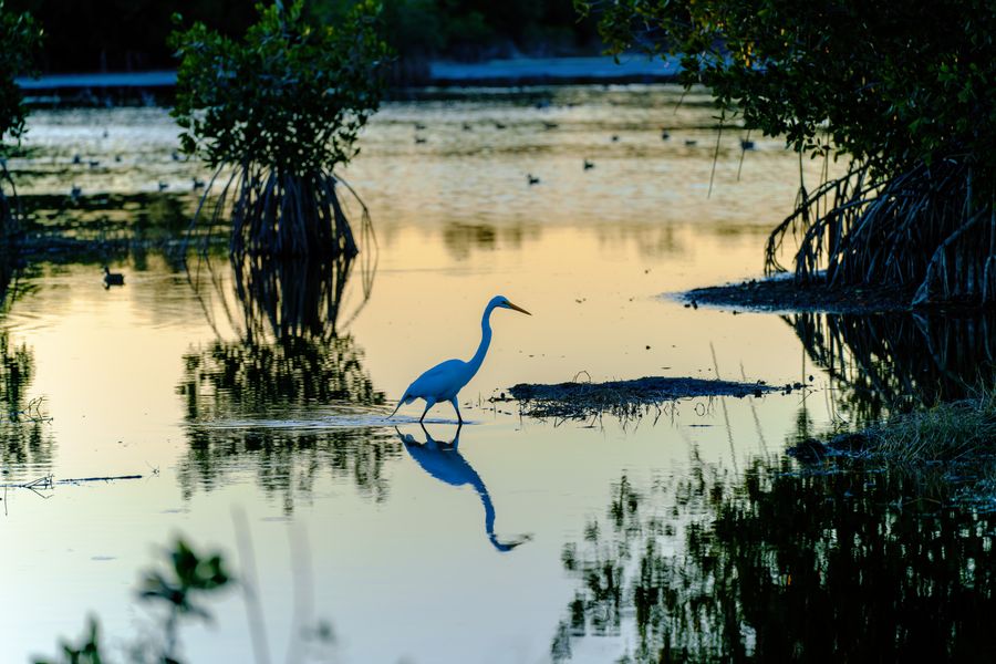 Egret and lagoon