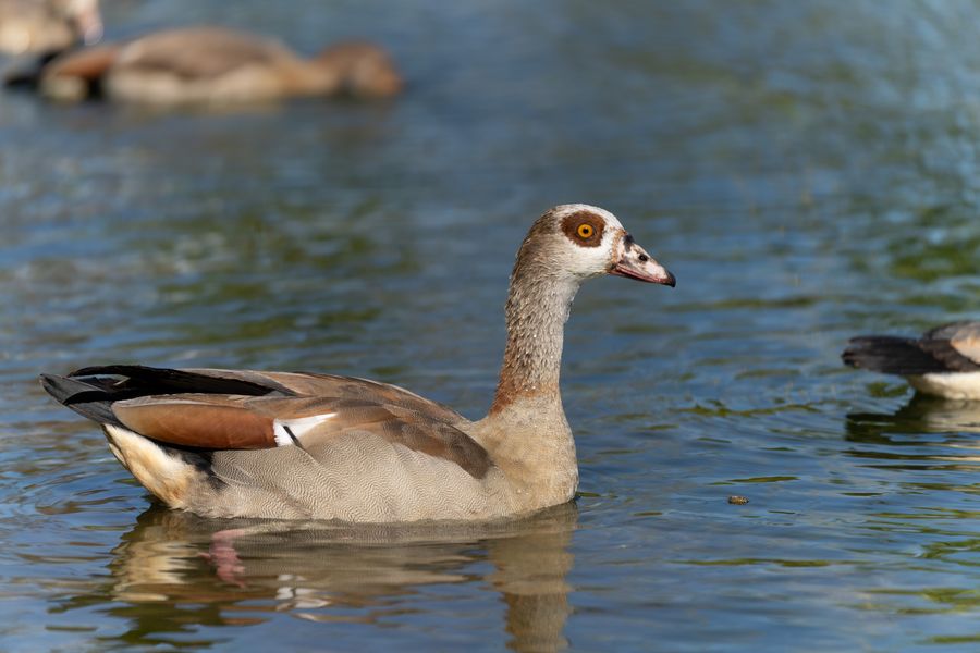 Egyptian Goose