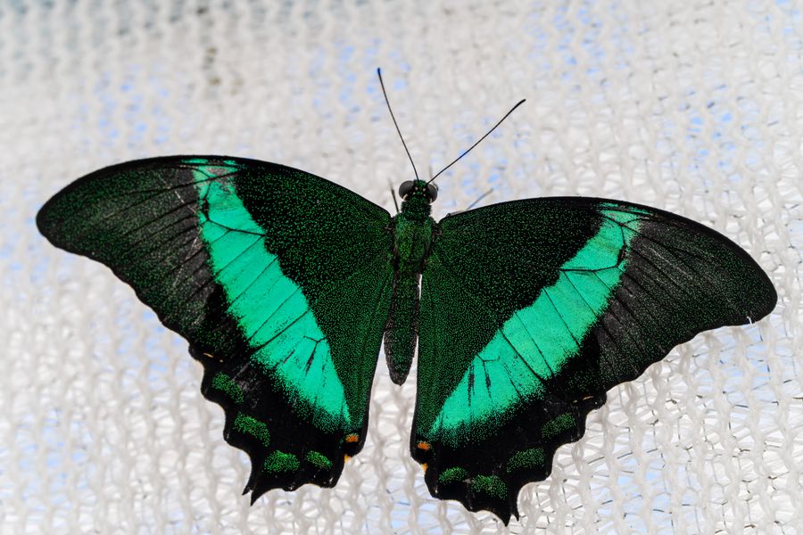 Emerald Swallowtail