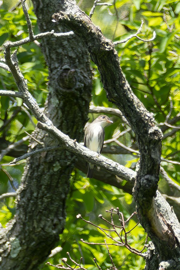Empidonax flycatcher, unidentified