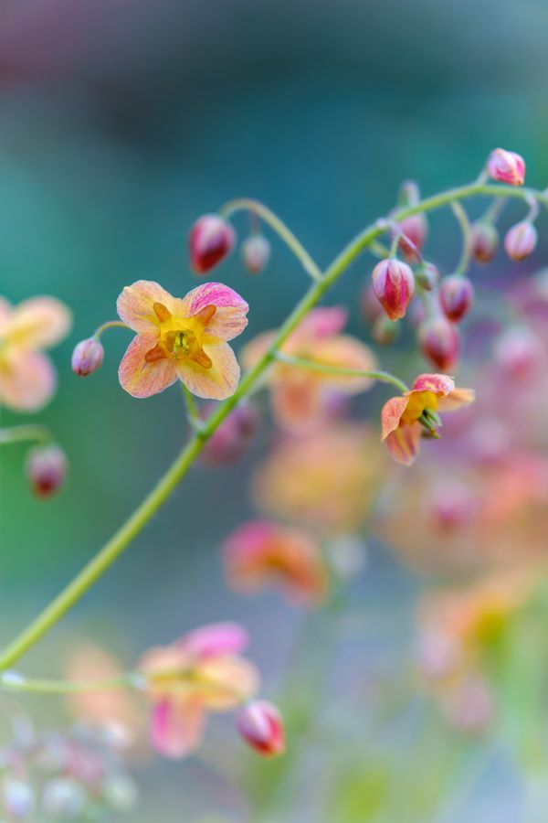 Epimedium in flower