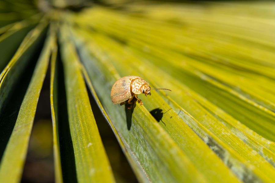 Eucalyptus Tortoise Beetle on a palm frond