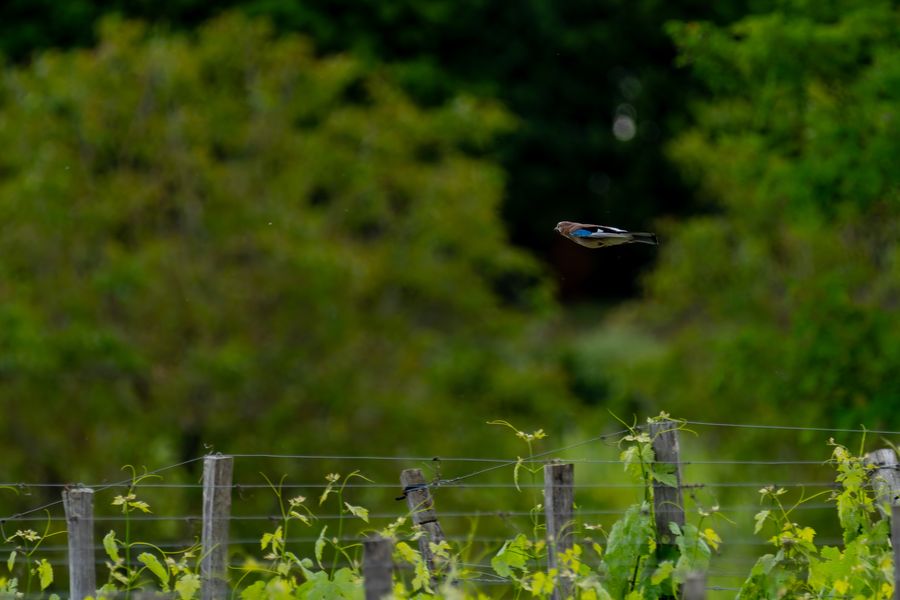 Eurasian Jay in flight