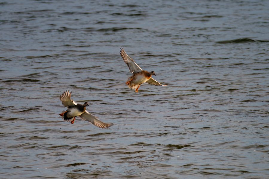 Eurasian Wigeon, pair landing