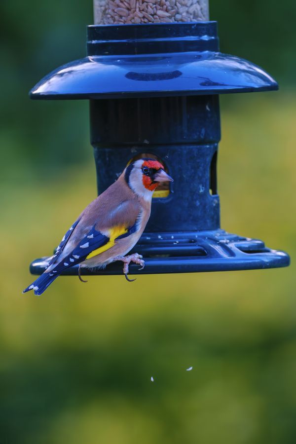 European Goldfinch