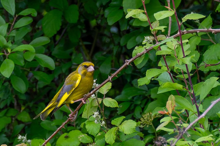 European Greenfinch