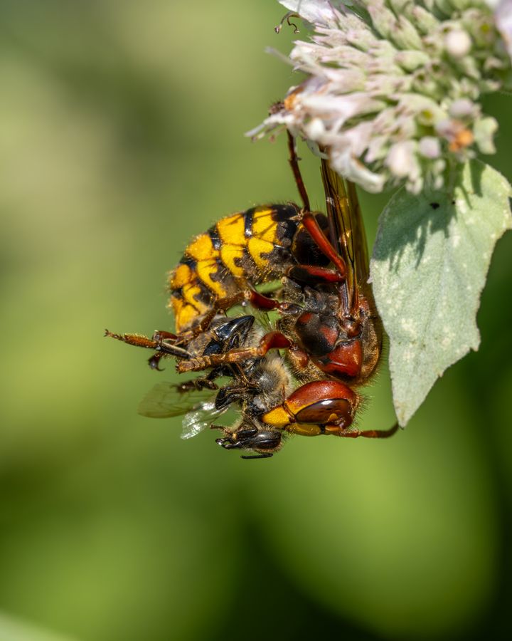 European Hornet with honeybee prey