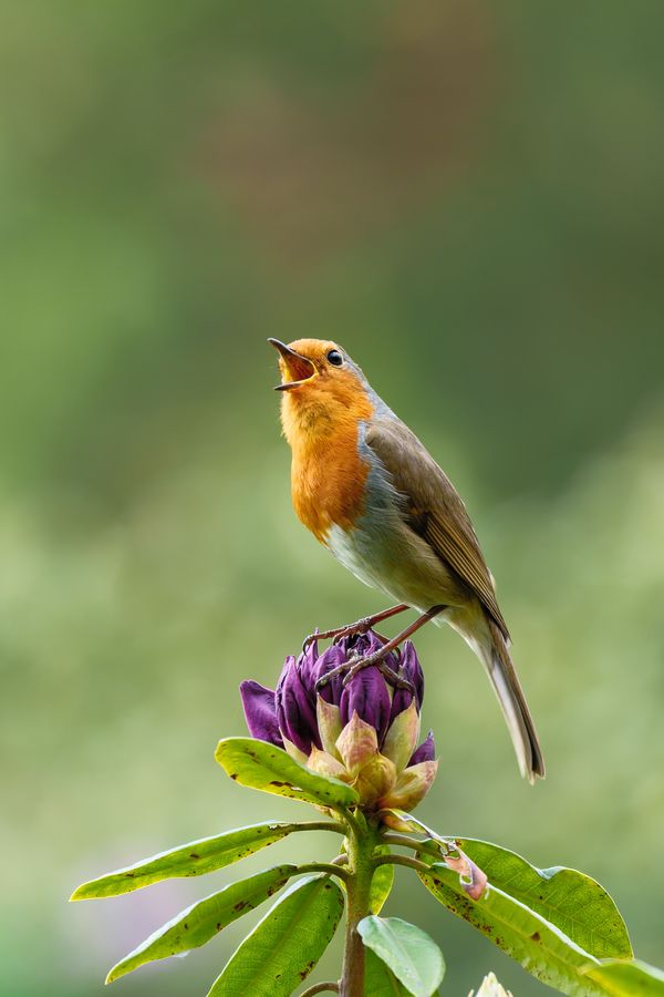 European Robin