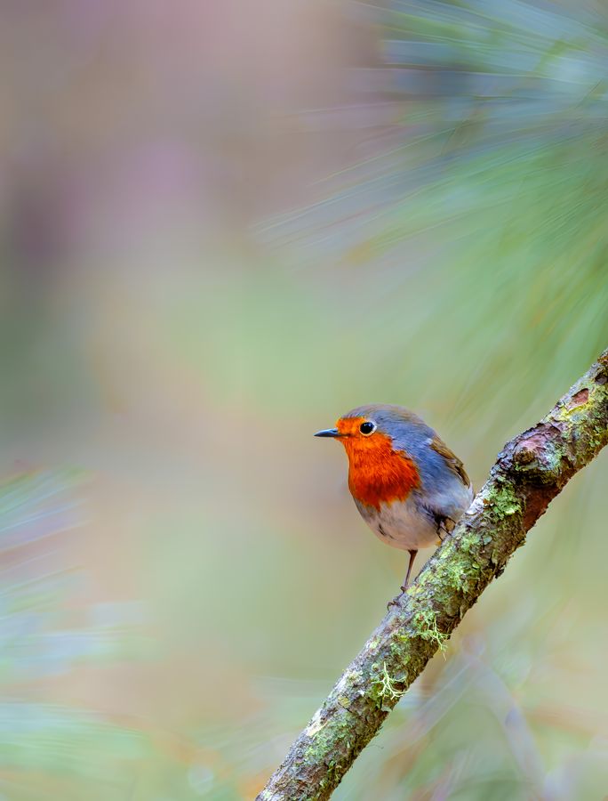 European Robin