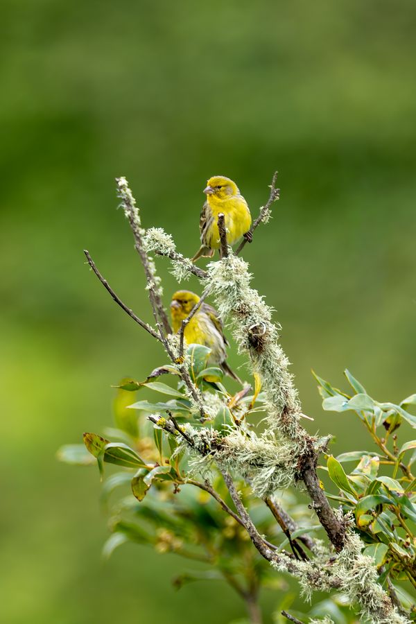 European Serins
