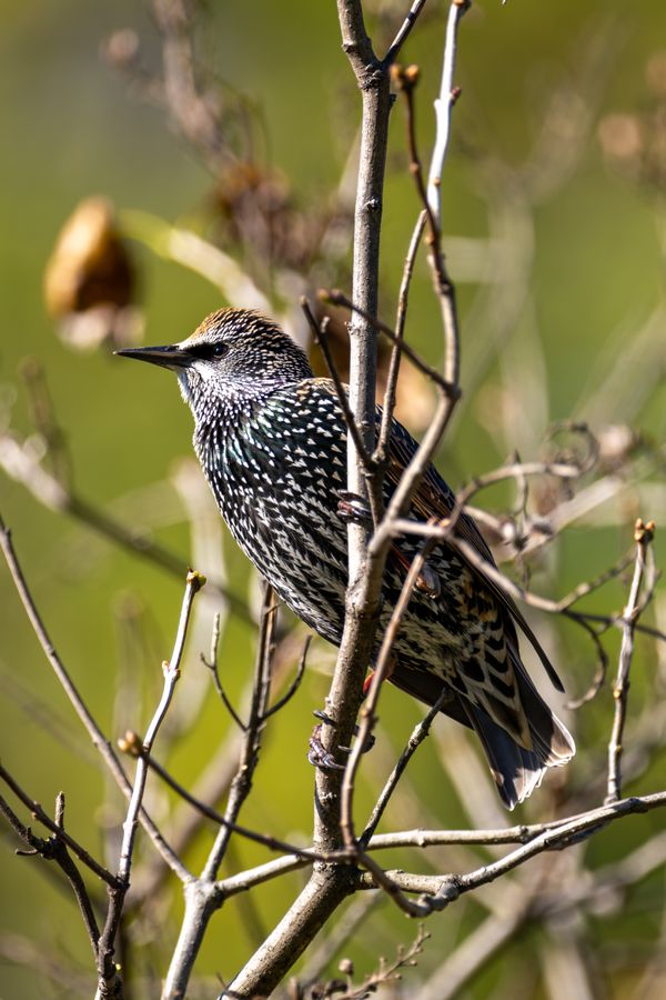 European Starling