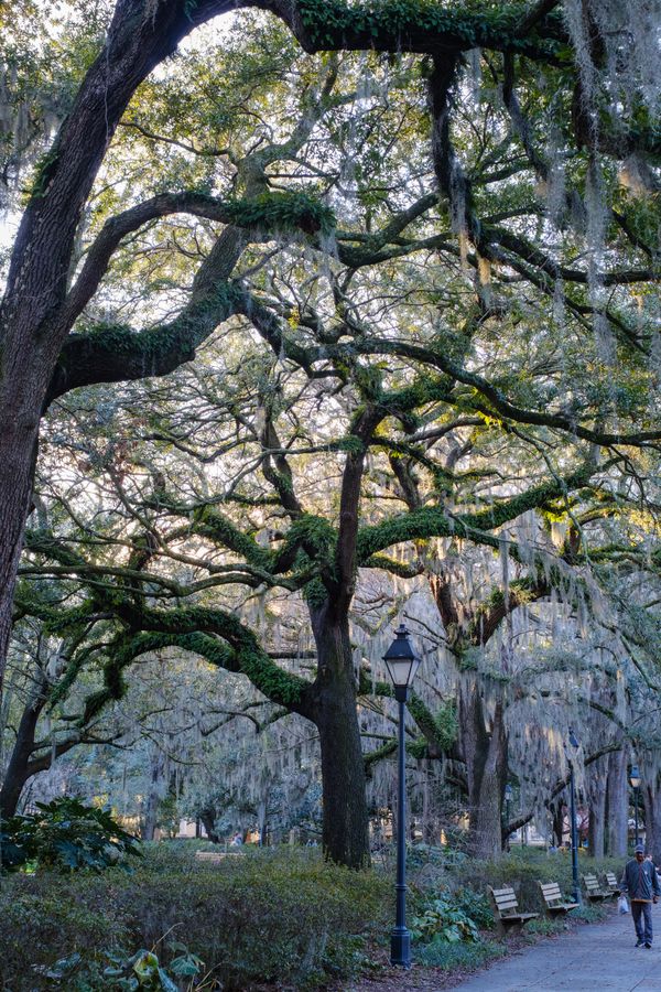 Evening under the live oaks