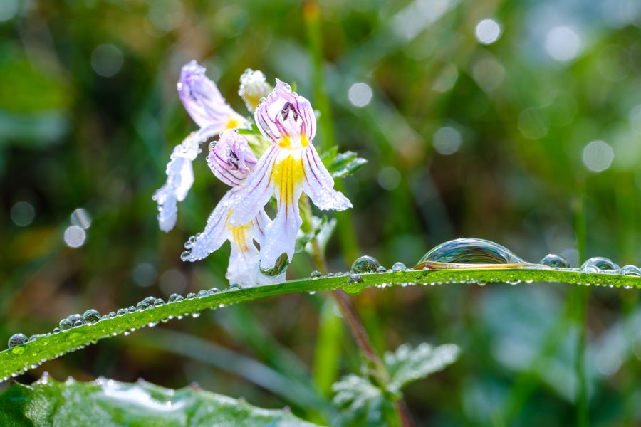 Eyebright
