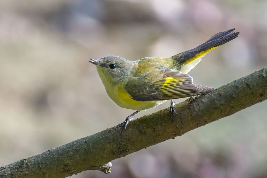 Female American Redstart