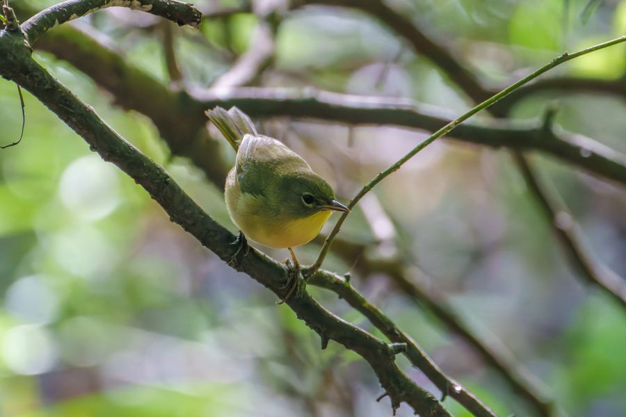Female Common Yellowthroat