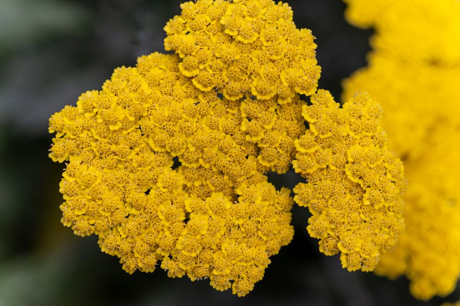 Fernleaf Yarrow