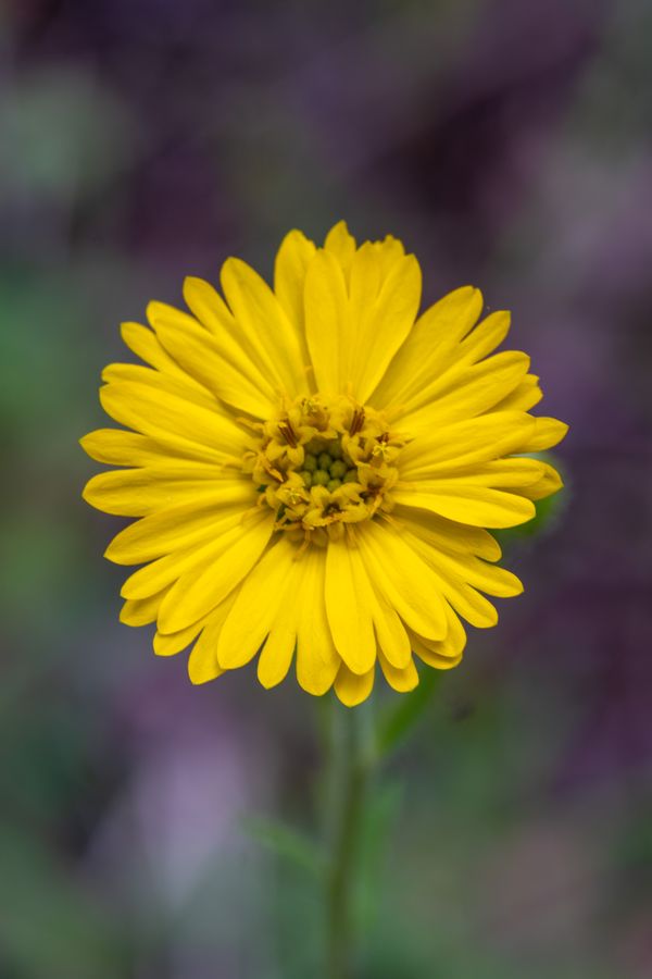 Field marigold, probably