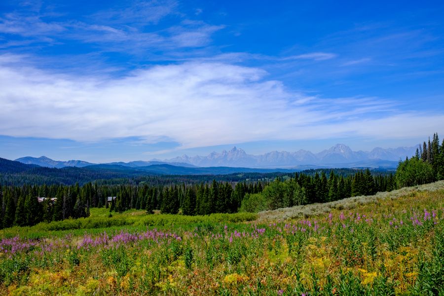 Fireweed and the range