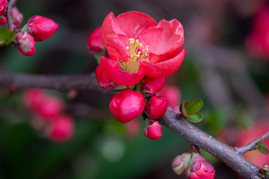Flowering quince