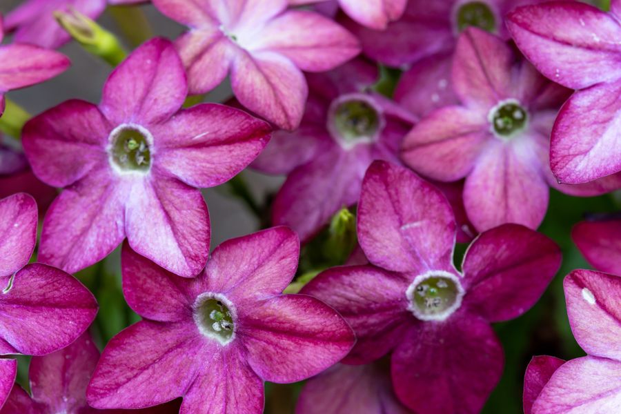 Flowering Tobacco