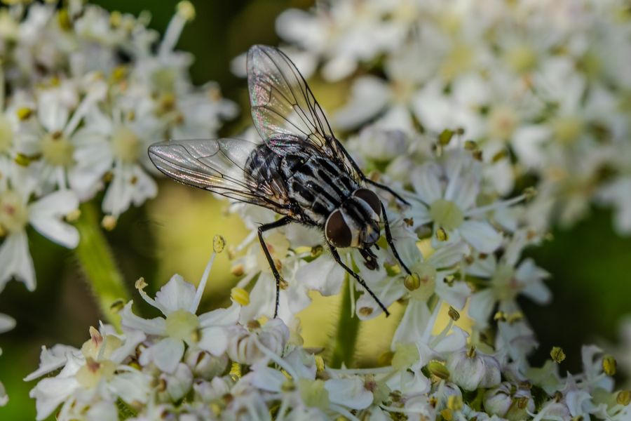 Fly on cow parsley